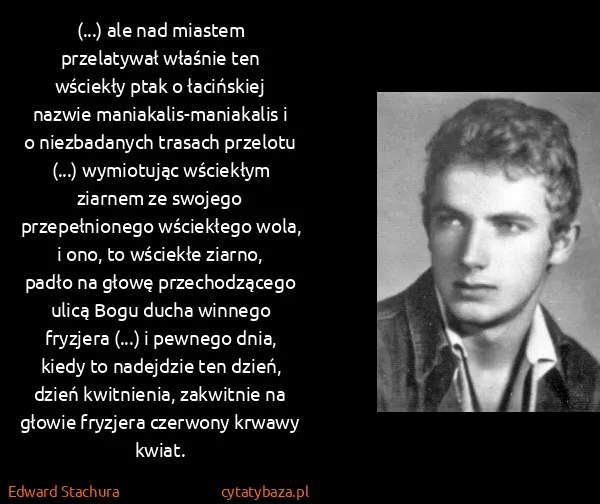 Edward Stachura: (...) ale nad miastem przelatywał właśnie ten wściekły...