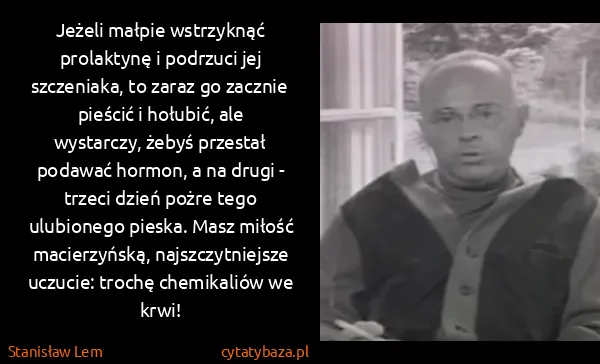 Stanisław Lem: Jeżeli małpie wstrzyknąć prolaktynę i podrzuci jej...