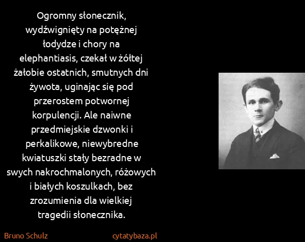 Bruno Schulz: Ogromny słonecznik, wydźwignięty na potężnej łodydze i...