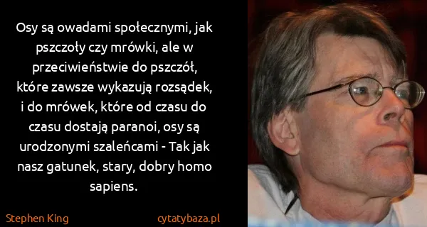 Stephen King: Osy są owadami społecznymi, jak pszczoły czy mrówki, ale...