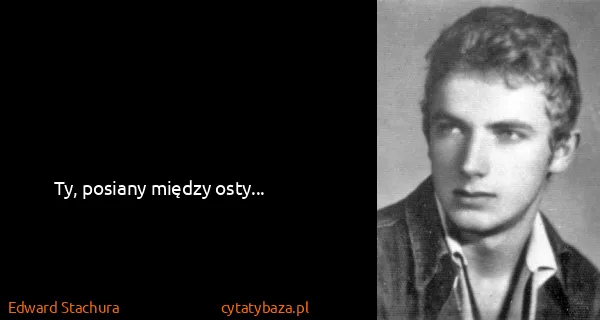 Edward Stachura: Ty, posiany między osty...